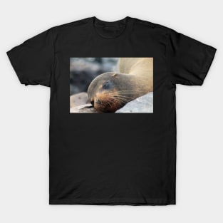 Sea Lion Whiskers T-Shirt